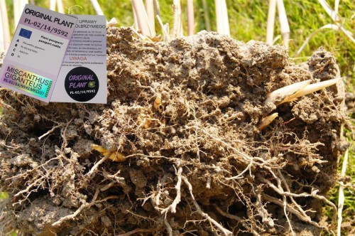 żywopłot z traw ozdobnych, żywopłot miskanta olbrzymiego, rizomy, sadzonki miskanta olbrzymiego, miskant olbrzymi, szybki żywopłot, sklep z trawami, rizomy Miskant olbrzymi kwitnący, meidl, tanie sadzonki traw, miskant olbrzymi  duża sadzonka xxl