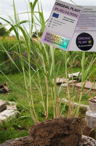 żywopłot z traw ozdobnych, żywopłot miskanta olbrzymiego, rizomy, sadzonki miskanta olbrzymiego, miskant olbrzymi, szybki żywopłot, sklep z trawami, rizomy Miskant olbrzymi kwitnący, meidl, tanie sadzonki traw, miskant olbrzymi  duża sadzonka xxl