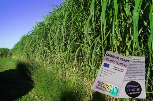 żywopłot z traw ozdobnych, żywopłot miskanta olbrzymiego, rizomy, sadzonki miskanta olbrzymiego, miskant olbrzymi, szybki żywopłot, sklep z trawami, rizomy Miskant olbrzymi kwitnący, meidl, tanie sadzonki traw, miskant olbrzymi karpa kopana XXXL