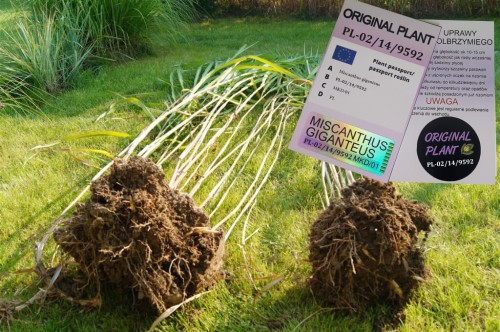 żywopłot z traw ozdobnych, żywopłot miskanta olbrzymiego, rizomy, sadzonki miskanta olbrzymiego, miskant olbrzymi, szybki żywopłot, sklep z trawami, rizomy Miskant olbrzymi kwitnący, meidl, tanie sadzonki traw, miskant olbrzymi karpa kopana XXXL