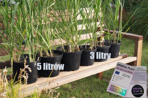 żywopłot z traw ozdobnych, żywopłot miskanta olbrzymiego, rizomy, sadzonki miskanta olbrzymiego, miskant olbrzymi, szybki żywopłot, sklep z trawami, rizomy Miskant olbrzymi kwitnący, meidl, tanie sadzonki traw, miskant olbrzymi w doniczce 5 litrów