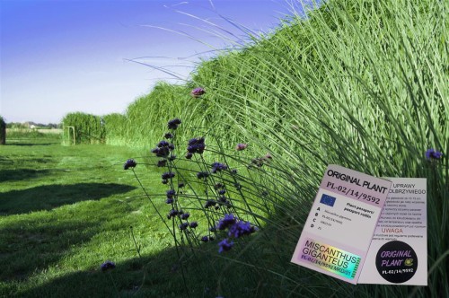 żywopłot z traw ozdobnych, żywopłot miskanta olbrzymiego, rizomy, sadzonki miskanta olbrzymiego, miskant olbrzymi, szybki żywopłot, sklep z trawami, rizomy Miskant olbrzymi kwitnący, meidl, tanie sadzonki traw, miskant olbrzymi w doniczce 5 litrów