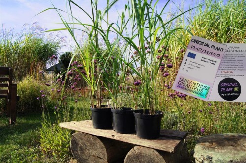 żywopłot z traw ozdobnych, żywopłot miskanta olbrzymiego, rizomy, sadzonki miskanta olbrzymiego, miskant olbrzymi, szybki żywopłot, sklep z trawami, rizomy Miskant olbrzymi kwitnący, meidl, tanie sadzonki traw, miskant olbrzymi w doniczce 3 litry