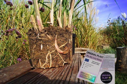 żywopłot z traw ozdobnych, żywopłot miskanta olbrzymiego, rizomy, sadzonki miskanta olbrzymiego, miskant olbrzymi, szybki żywopłot, sklep z trawami, rizomy Miskant olbrzymi kwitnący, meidl, tanie sadzonki traw, miskant olbrzymi w doniczce 3 litry