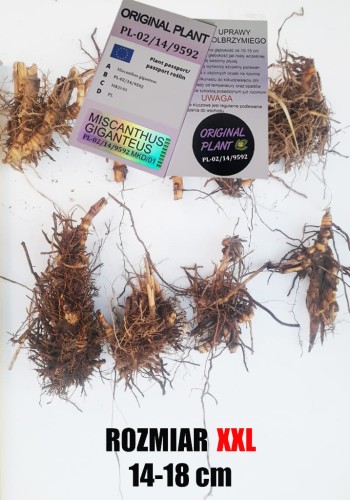 żywopłot z traw ozdobnych, żywopłot miskanta olbrzymiego, rizomy, sadzonki miskanta olbrzymiego, miskant olbrzymi, szybki żywopłot, sklep z trawami ozdobnymi, rizomy Miskant olbrzymi kwitnący, meidl, tanie sadzonki traw, duże sadzonki traw