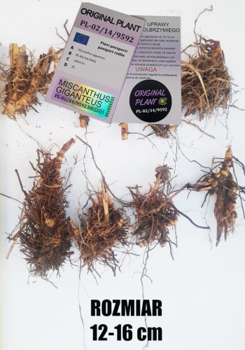 żywopłot z traw ozdobnych, żywopłot miskanta olbrzymiego, rizomy, sadzonki miskanta olbrzymiego, miskant olbrzymi, szybki żywopłot, sklep z trawami ozdobnymi, rizomy Miskant olbrzymi kwitnący, meidl, tanie sadzonki traw, duże sadzonki traw