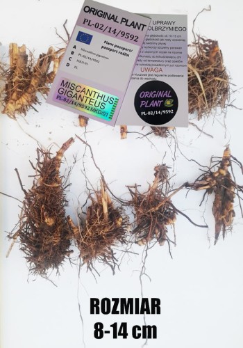 żywopłot z traw ozdobnych, żywopłot miskanta olbrzymiego, rizomy, sadzonki miskanta olbrzymiego, miskant olbrzymi, szybki żywopłot, sklep z trawami ozdobnymi, rizomy Miskant olbrzymi kwitnący, meidl