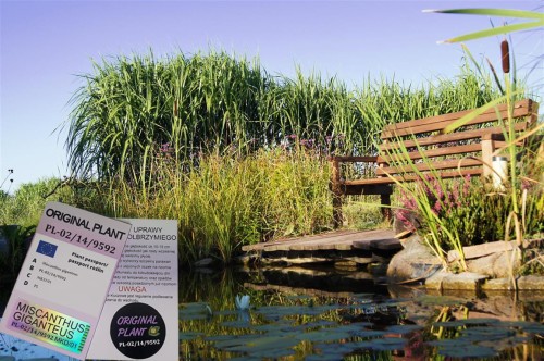 żywopłot z traw ozdobnych, żywopłot miskanta olbrzymiego, rizomy, sadzonki miskanta olbrzymiego, miskant olbrzymi, szybki żywopłot, sklep z trawami ozdobnymi, rizomy Miskant olbrzymi kwitnący, meidl