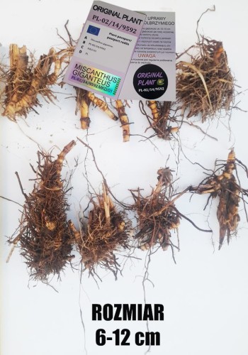 żywopłot z traw ozdobnych, żywopłot miskanta olbrzymiego, rizomy, sadzonki miskanta olbrzymiego, miskant olbrzymi, szybki żywopłot, sklep z trawami ozdobnymi, rizomy Miskant olbrzymi kwitnący, meidl