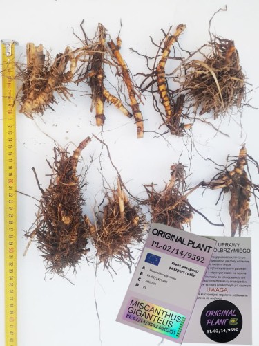 żywopłot z traw ozdobnych, żywopłot miskanta olbrzymiego, rizomy, sadzonki miskanta olbrzymiego, miskant olbrzymi, szybki żywopłot, sklep z trawami ozdobnymi, rizomy