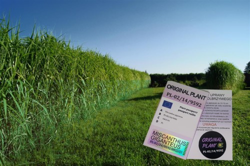 żywopłot z traw ozdobnych, żywopłot miskanta olbrzymiego, rizomy, sadzonki miskanta olbrzymiego, miskant olbrzymi