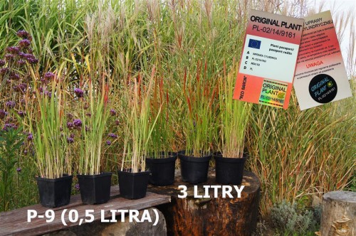 Imperata cylindryczna red-baron, sadzonki traw, ozdobnych, sklep z trawami ozdobnymi, trawy mrozoodporne