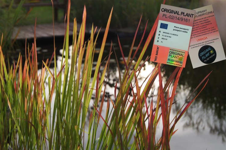 Imperata cylindryczna red-baron, sadzonki traw, ozdobnych, sklep z trawami ozdobnymi, trawy mrozoodporne