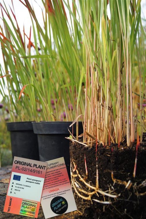 Imperata cylindryczna red-baron, sadzonki traw, ozdobnych, sklep z trawami ozdobnymi, trawy mrozoodporne