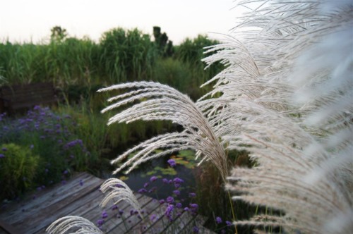 miskant memory,  sadzonki traw  ozdobnych, sklep z trawami ozdobnymi, trawy mrozoodporne,  trawa ozdobna kwitnąca, białe pióropusze, jak trawa pampasowa