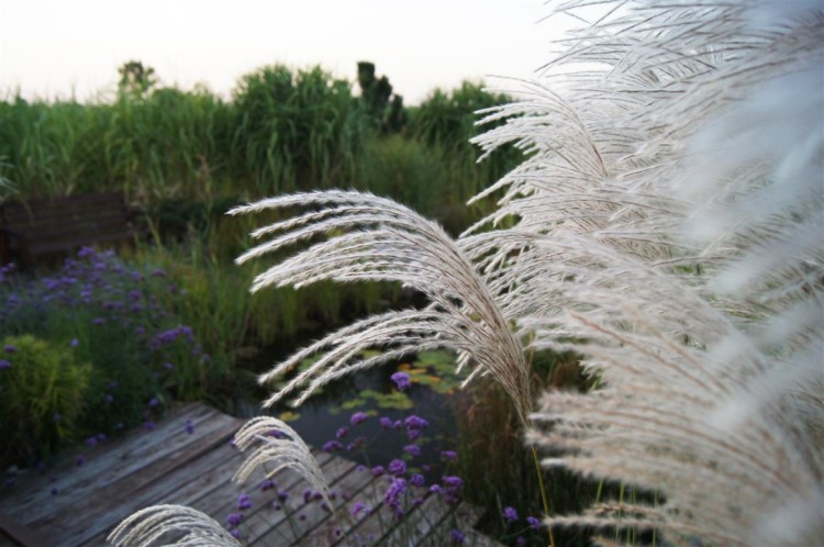 miskant memory,  sadzonki traw  ozdobnych, sklep z trawami ozdobnymi, trawy mrozoodporne,  trawa ozdobna kwitnąca, białe pióropusze, jak trawa pampasowa