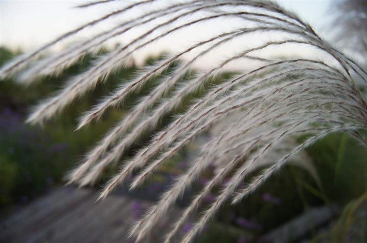 miskant memory,  sadzonki traw  ozdobnych, sklep z trawami ozdobnymi, trawy mrozoodporne,  trawa ozdobna kwitnąca, białe pióropusze, jak trawa pampasowa