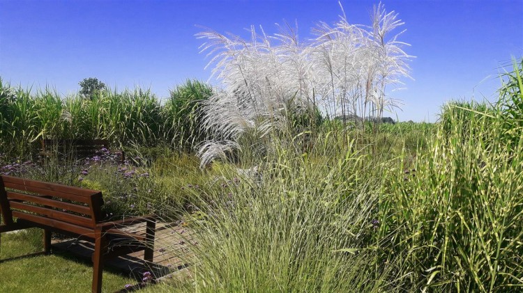 miskant memory,  sadzonki traw  ozdobnych, sklep z trawami ozdobnymi, trawy mrozoodporne,  trawa ozdobna kwitnąca, białe pióropusze, jak trawa pampasowa