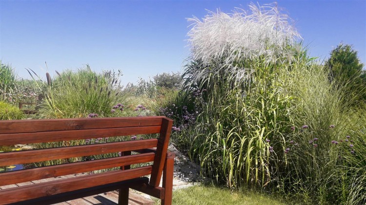 miskant memory,  sadzonki traw  ozdobnych, sklep z trawami ozdobnymi, trawy mrozoodporne,  trawa ozdobna kwitnąca, białe pióropusze, jak trawa pampasowa