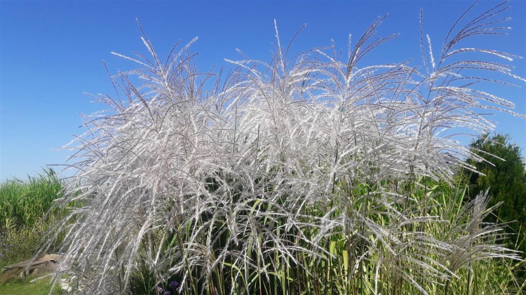 miskant memory,  sadzonki traw  ozdobnych, sklep z trawami ozdobnymi, trawy mrozoodporne,  trawa ozdobna kwitnąca, białe pióropusze, jak trawa pampasowa
