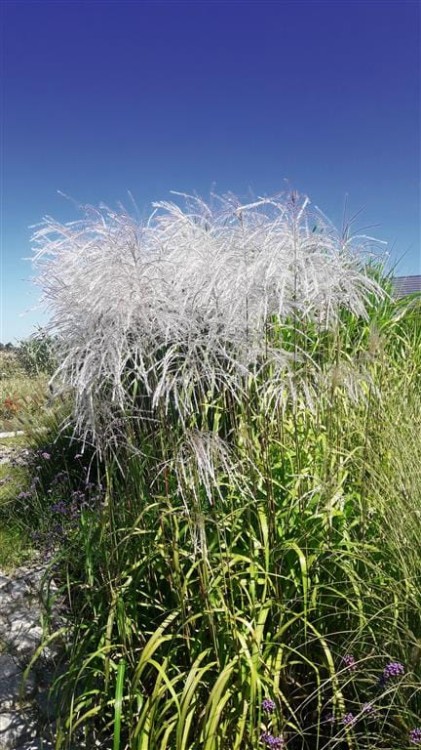 miskant memory,  sadzonki traw  ozdobnych, sklep z trawami ozdobnymi, trawy mrozoodporne,  trawa ozdobna kwitnąca, białe pióropusze, jak trawa pampasowa