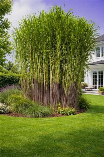 miskant lutarioriparius, sadzonki, trawa ozdobna wysoka