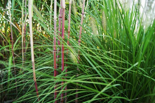 miskant lutarioriparius trawy-ozdobne (2).jpg