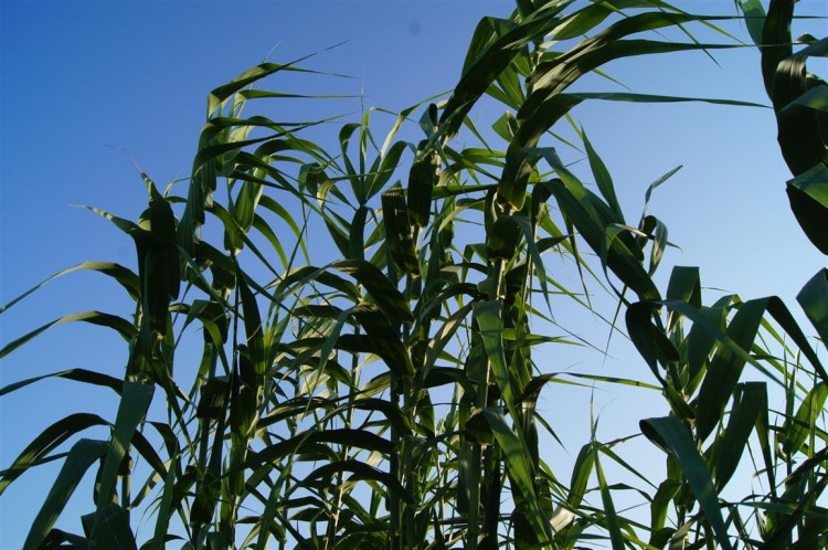 lasecznica arundo donax ,  sadzonki traw  ozdobnych, sklep z trawami ozdobnymi, trawy mrozoodporne,  Wysoka trawa ozdobna