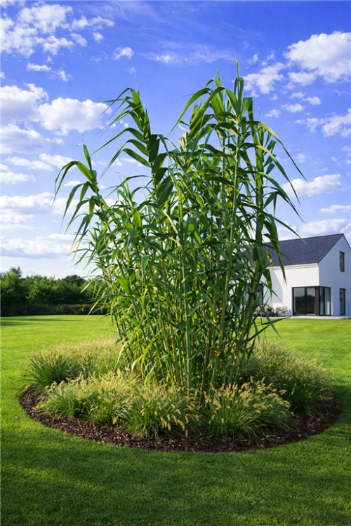 lasecznica arundo donax ,  sadzonki traw  ozdobnych, sklep z trawami ozdobnymi, trawy mrozoodporne,  Wysoka trawa ozdobna