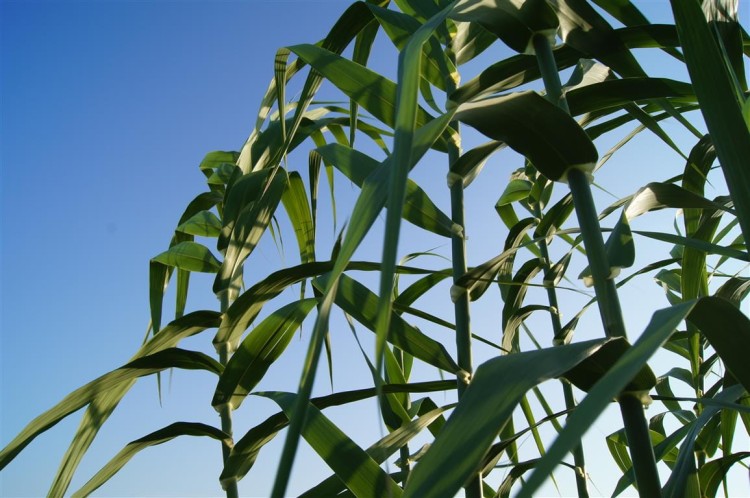 lasecznica arundo donax ,  sadzonki traw  ozdobnych, sklep z trawami ozdobnymi, trawy mrozoodporne,  Wysoka trawa ozdobna