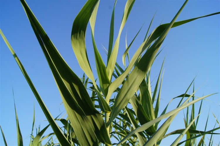 lasecznica arundo donax ,  sadzonki traw  ozdobnych, sklep z trawami ozdobnymi, trawy mrozoodporne,  Wysoka trawa ozdobna