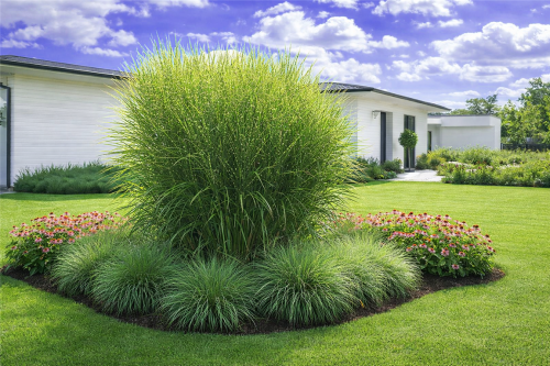 miskant zebrinus , sadzonki traw, ozdobnych, sklep z trawami ozdobnymi, trawy mrozoodporne, miskant paskowany, miskant na żywopłot