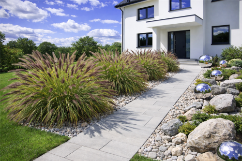 rozplenica japońska ,  sadzonki traw  ozdobnych, sklep z trawami ozdobnymi, trawy mrozoodporne,  trawa ozdobna kwitnąca,