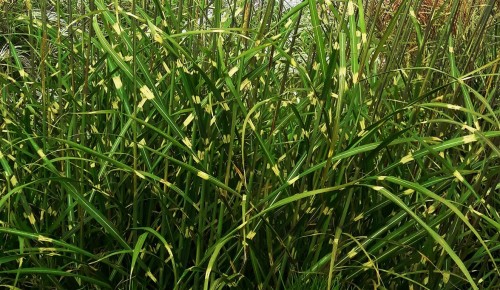 miskant zebrinus , sadzonki traw, ozdobnych, sklep z trawami ozdobnymi, trawy mrozoodporne, miskant paskowany, miskant na żywopłot