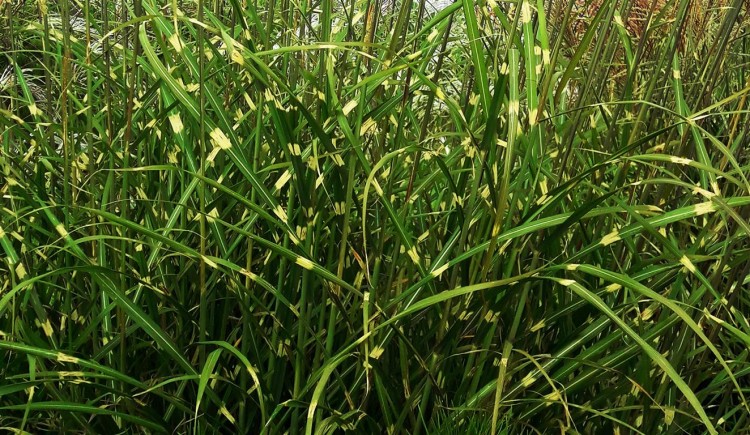 miskant zebrinus , sadzonki traw, ozdobnych, sklep z trawami ozdobnymi, trawy mrozoodporne, miskant paskowany, miskant na żywopłot