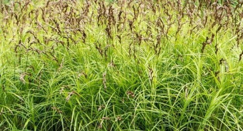 turzyca palmowa, sadzonki traw, ozdobnych, sklep z trawami ozdobnymi, trawy mrozoodporne, niska trawa ozdobna,